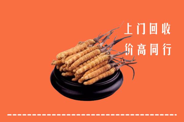 高价求购：深圳大鹏回收散虫草