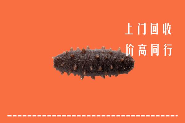 高价求购：深圳大鹏回收海参